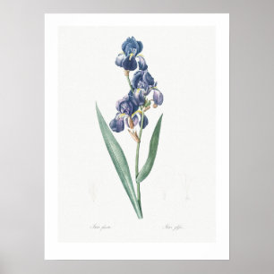  BOTANISCHE "IRIS" REDOUTÉ POSTER