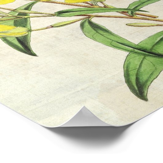  botanische jeukenprimrose poster (Hoek)