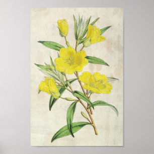 botanische jeukenprimrose poster