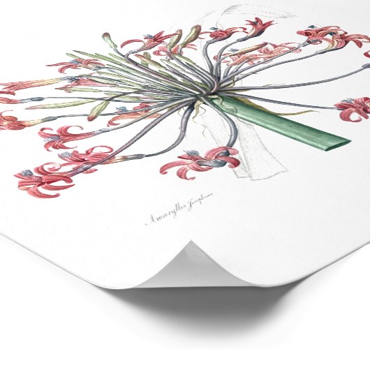 BOTANISCHE "JOSEPHINE'S LILY" POSTER VAN REDOUTÉ (Hoek)