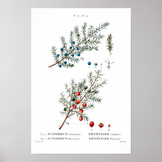 BOTANISCHE "JUNIPER" REDOUTÉ POSTER (Voorkant)