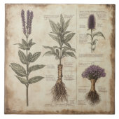  botanische kaart kruiden lavendel tegeltje (Voorkant)