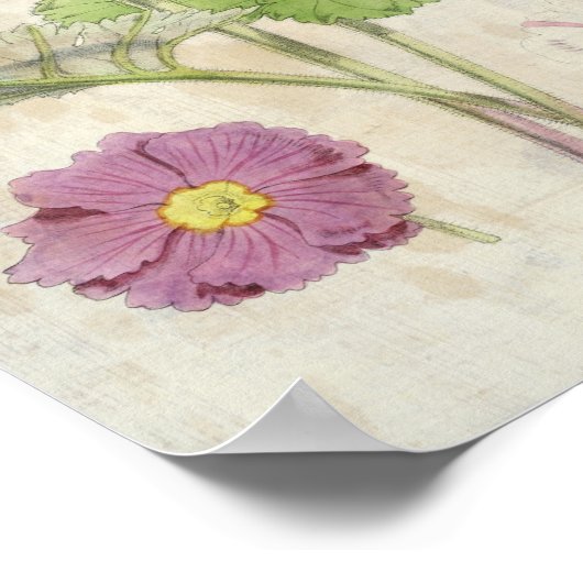  botanische karmijn Chinese primrose Poster (Hoek)