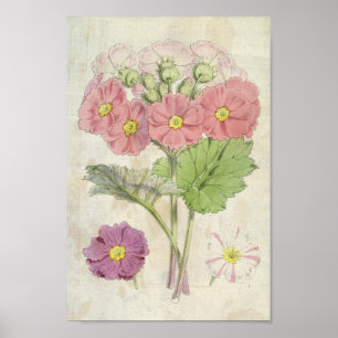  botanische karmijn Chinese primrose Poster