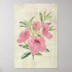  Botanische Kinghorn Azalea Poster