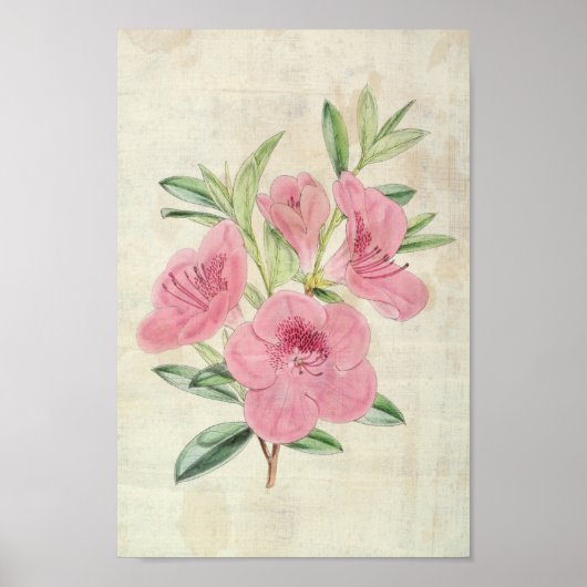  Botanische Kinghorn Azalea Poster (Voorkant)