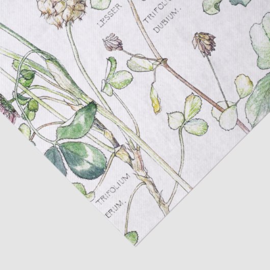 Botanische klaverbloemige wilde bloemen Weefpapier Tissuepapier (Detail)