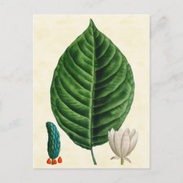  botanische komkommerboom illustratie briefkaart