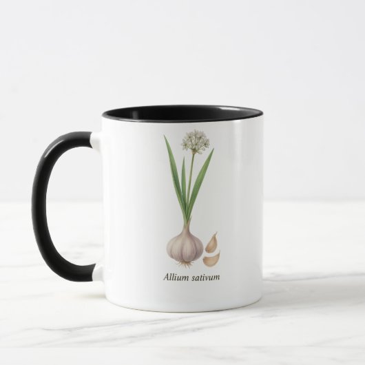 Botanische kop Allium sativum (Links)