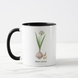 Botanische kop Allium sativum