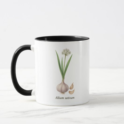 Botanische kop Allium sativum (Links)