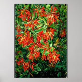 Botanische kunst: Brandende struik en emu struiksl Poster (Voorkant)