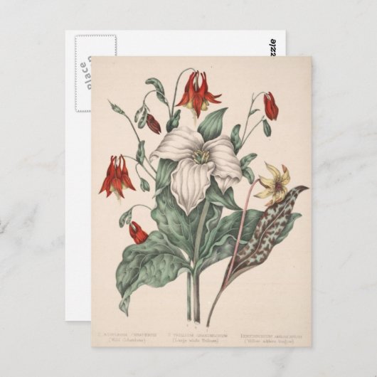  botanische kunst briefkaart (Voorkant / Achterkant)