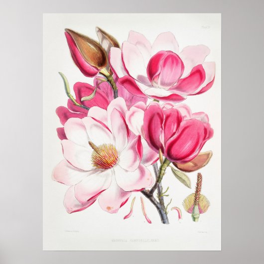  botanische kunst Campbells Magnolia Fitch Poster (Voorkant)