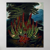 Botanische kunst de tempel van Flora Stapedia Poster (Voorkant)