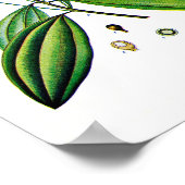 Botanische kunst: Illustratie van Plant van kaneel Poster (Hoek)