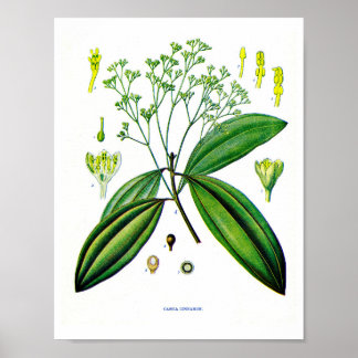 Botanische kunst: Illustratie van Plant van kaneel Poster