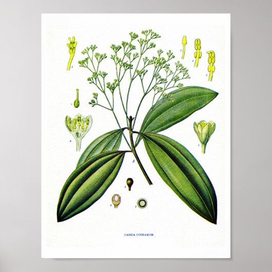 Botanische kunst: Illustratie van Plant van kaneel Poster (Voorkant)