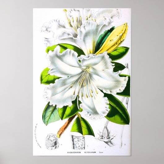  botanische kunst poster (Voorkant)