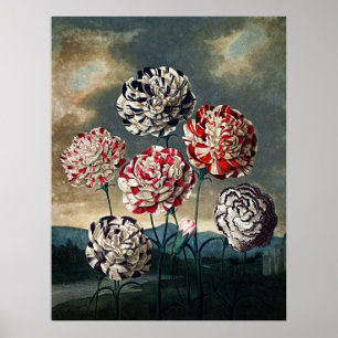 Botanische kunst tempel van flora anjers poster