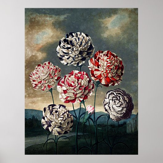 Botanische kunst tempel van flora anjers poster (Voorkant)