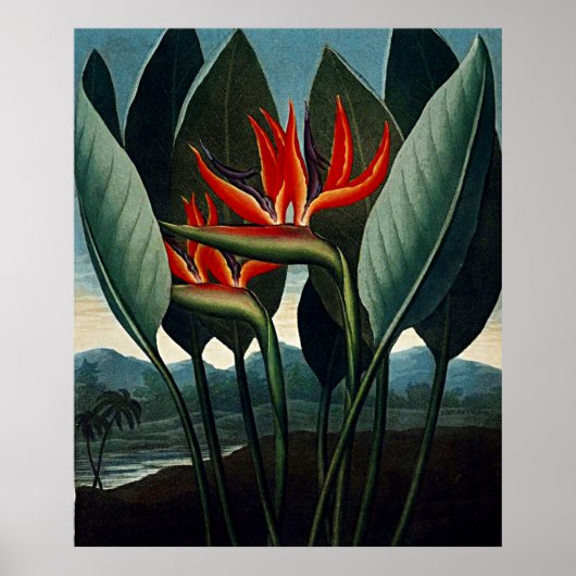 Botanische kunst van de vogel van het paradijs poster (Voorkant)