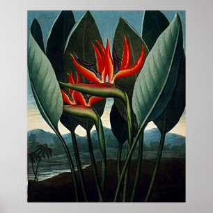 Botanische kunst van het paradijs poster