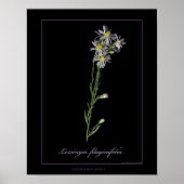 Botanische kunstafdrukken van Mountain Aster Poster (Voorkant)