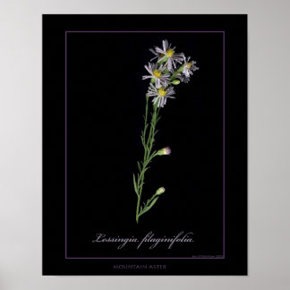 Botanische kunstafdrukken van Mountain Aster Poster