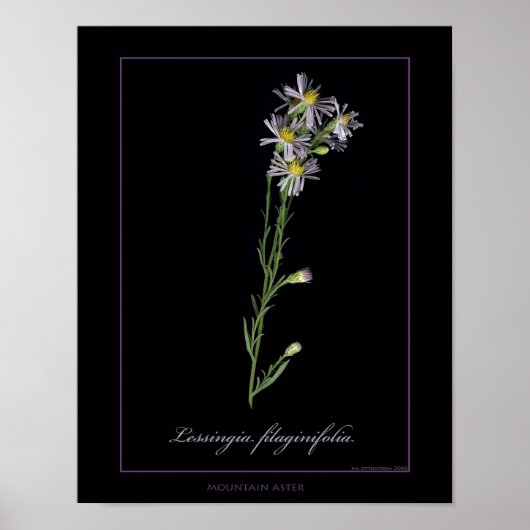 Botanische kunstafdrukken van Mountain Aster Poster (Voorkant)