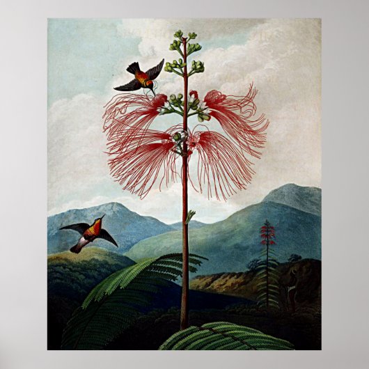 Botanische kunsttempel van Flora gevoelig Plant Poster (Voorkant)
