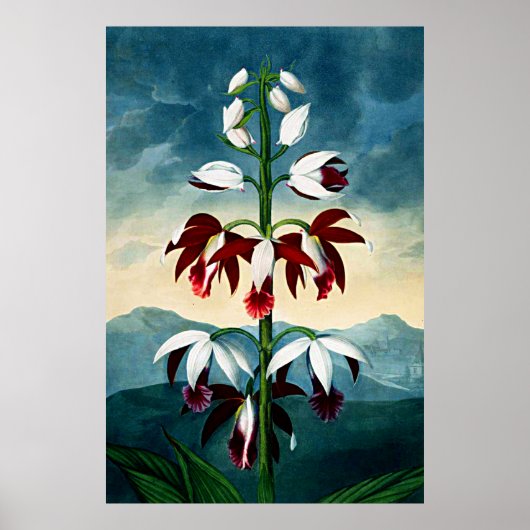 Botanische kunsttempel van Flora Limodoron Poster (Voorkant)