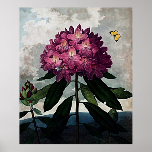 Botanische kunsttempel van Flora Rhododendron Poster (Voorkant)