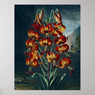 Botanische kunsttempel van Flora Superb Lily Poster