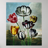 Botanische kunsttempel van Flora Tulips Poster (Voorkant)