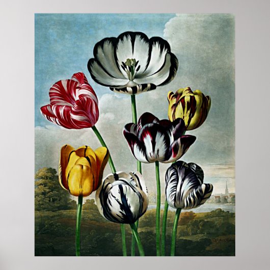 Botanische kunsttempel van Flora Tulips Poster (Voorkant)