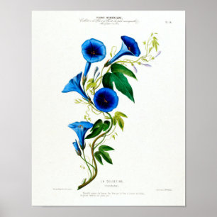  Botanische La Celestine Flore D Amerique Poster