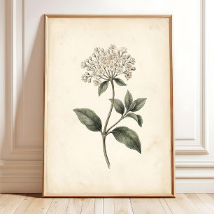 Botanische Laurustinus Muur Kunstprint Poster