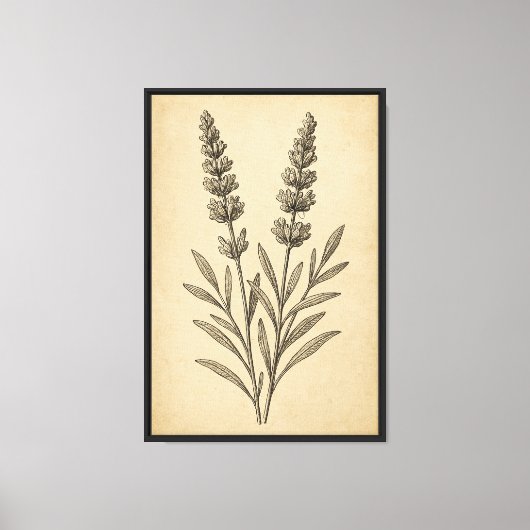botanische lavendelgravure canvas afdruk (Voorkant)