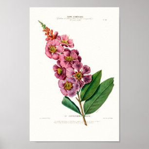 botanische Le Lagerstroemia Regina Poster
