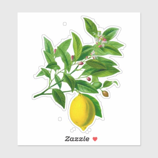 Botanische Lemon Afdruk Sticker (Vel)