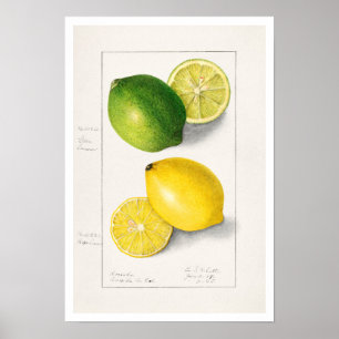 BOTANISCHE "LEMONS" AMANDA ALMIRA NEWTON POSTER