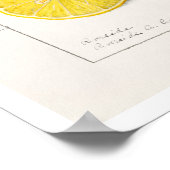 BOTANISCHE "LEMONS" AMANDA ALMIRA NEWTON POSTER (Hoek)
