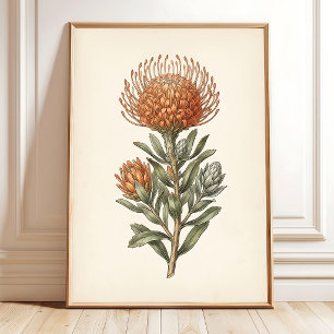 Botanische Leucospermum Muur Kunst Cottage Stijl Poster
