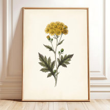 Botanische Ligularia Cottagecore Muurkunst