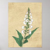  botanische lijn tekening muur kunst poster (Voorkant)