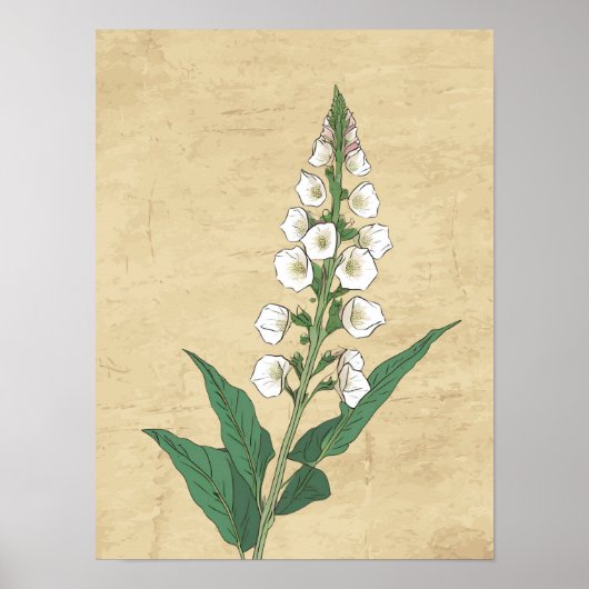 botanische lijn tekening muur kunst poster (Voorkant)