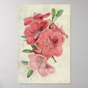  botanische Magnet Azalea Poster