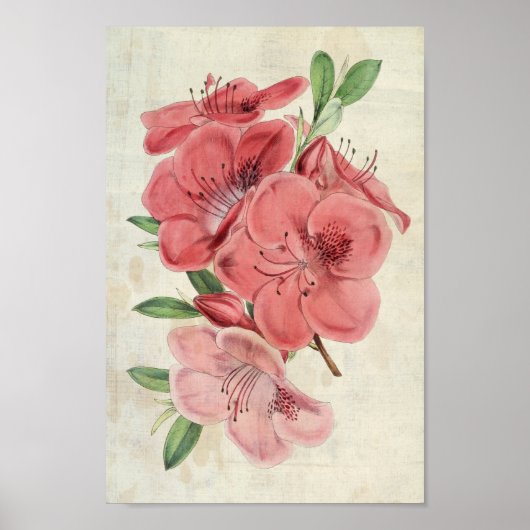  botanische Magnet Azalea Poster (Voorkant)