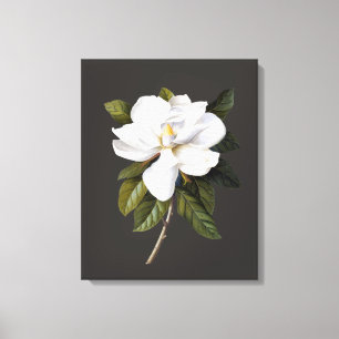 botanische Magnolia Grandiflora Canvas Afdruk